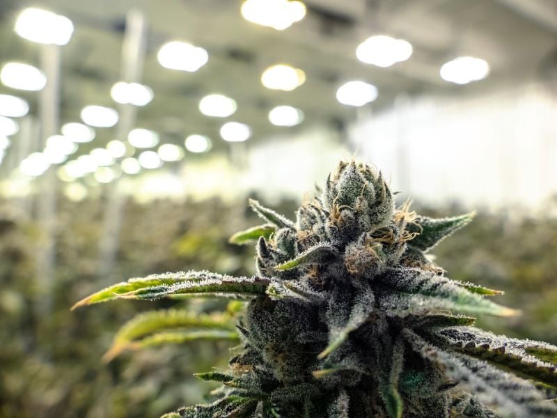 Eliminate Weed Odor--But Protect Those Terpenes! Eliminate Weed Odor--But Protect Those Terpenes!